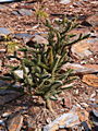 Abies pinsapo Fastigiata IMG_5068 (VALENTA) Jodła hiszpańska